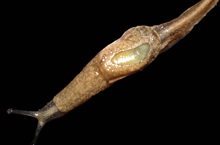 Semi-slug Parmarion martensi